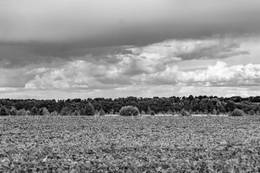 Renkli doğal arka plan üzerine köy çayırında güzel bir ufuk manzarası, uzun çayırdaki çayır köyünde ufuk manzarası, hayvan için köy otlağındaki ufuk doğa manzarası.