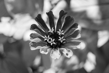 Çayırlarda güzel yetişen çinnia çiçekleri vahşi yetişen zinnia çiçeklerinden çayırlarda yetişen yabani çayırlara kadar uzanan fotograflar çayırlarda yetişen yabani zinnia zarafetleri.