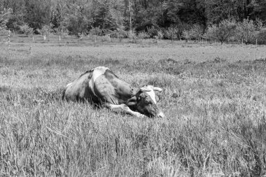 Tema üzerine fotoğraf. Büyük süt ineği açık gökyüzünün altında otluyor. Uzun kuyruklu süt ineği fotoğrafı çayırda saman yiyor.