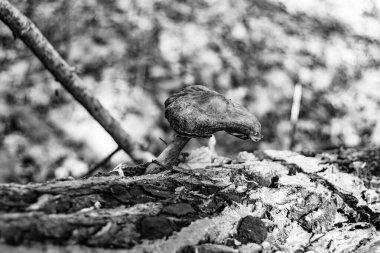 Ormanda yaprakların üzerinde büyük ve güzel zehirli mantar teması için fotoğraf, doğal zehirli mantarlardan ormanlara kadar fotoğraf, büyük ormanlarda zehirli mantarlar.