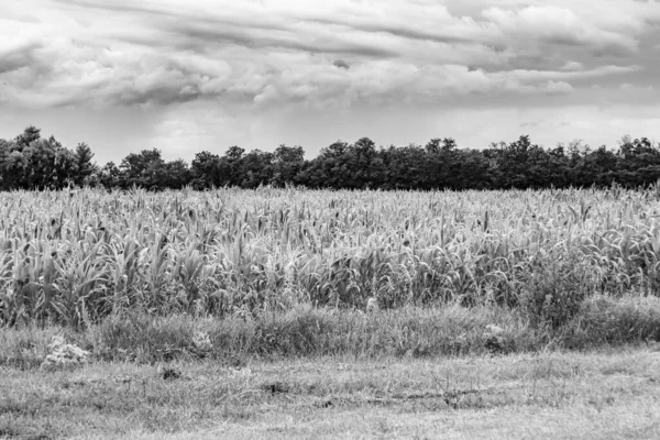 Photography on theme big corn farm field for organic harvest, photo consisting of large corn farm field for harvest on sky background, corn farm field for harvest this natural nature autumn season