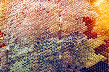 Altın nektarla dolu altıgen bal peteklerinden arı damlayan bal damlası, bal peteği yaz kompozisyonu doğal bal damlası, balmumu çerçeve arısına damlayan bal damlası, bal peteğine damlayan bal damlası