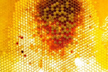 Altın nektarla dolu altıgen bal peteklerinden arı damlayan bal damlası, bal peteği yaz kompozisyonu doğal bal damlası, balmumu çerçeve arısına damlayan bal damlası, bal peteğine damlayan bal damlası