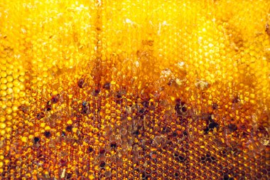 Altın nektarla dolu altıgen bal peteklerinden arı damlayan bal damlası, bal peteği yaz kompozisyonu doğal bal damlası, balmumu çerçeve arısına damlayan bal damlası, bal peteğine damlayan bal damlası