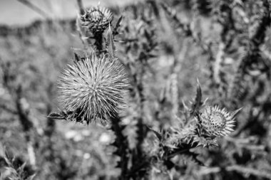 Arkaplan otlağında güzel yetişen çiçek kökü dikenli devedikeni. Çiçek kökü dikeninden çim çayırına kadar uzanan fotograf. Meadow kırsalında çiçek kökü dikenli dikenli devedikeni.