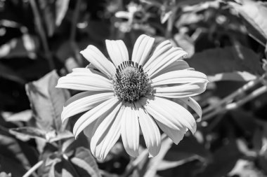 Güzel, yabani, büyüyen çiçek, arka planda sahte ayçiçeği, yabani çiçeklerden oluşan fotoğraf, sahte ayçiçeği, çimen çayırı, vahşi, büyüyen çiçek, sahte ayçiçeği çayırı.