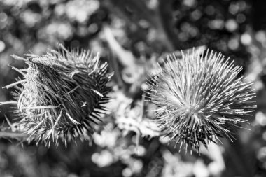 Arkaplan otlağında güzel yetişen çiçek kökü dikenli devedikeni. Çiçek kökü dikeninden çim çayırına kadar uzanan fotograf. Meadow kırsalında çiçek kökü dikenli dikenli devedikeni.