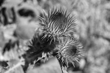 Arkaplan otlağında güzel yetişen çiçek kökü dikenli devedikeni. Çiçek kökü dikeninden çim çayırına kadar uzanan fotograf. Meadow kırsalında çiçek kökü dikenli dikenli devedikeni.