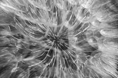 Arka planda büyüyen güzel çiçek tohumu karahindiba, yabani çiçek tohumu karahindibasından çim çayırına, kırsalda büyüyen yabani çiçek tohumu karahindibasından oluşan fotoğraf.