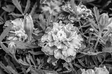 Arka bahçedeki çayırlarda yetişen güzel yabani çiçek kadife çiçeği takvimi, yabani çiçek kadife çiçeklerinden çayırlara, bitki çayırlarında yetişen yabani çiçek kadife çiçekleri.
