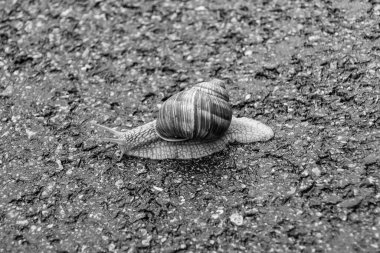 Islak yolda sürünen kabuklu büyük bahçe salyangozu çabuk eve gel, salyangoz Helix vücudu korumak için sarılmış lezzetli yiyeceklerden oluşur, balçıklı doğal neşe salyangozu balçıktan korur, besleyici krema yapabilir.