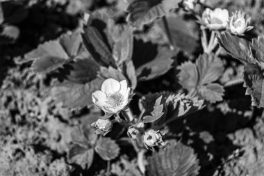Tema üzerine fotoğraf: Doğal yapraklı güzel böğürtlen dalı, kırsal alanda çilek dalından oluşan fotoğraf, büyük bahçedeki çilek dalları.