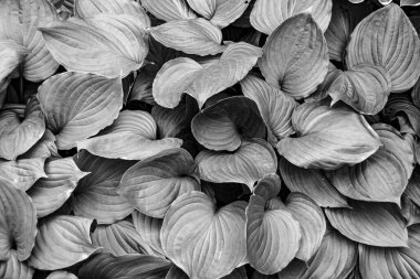 Tema: Akçaağaç yapraklarının yüzeye düşen sonbahar soyut arkaplanı, sabahları kırsal alanda ıslak sonbahar akçaağaç yapraklarının düşmesi, sonbahar akçaağaç yapraklarının farklı akçaağaç yapraklarının düşmesi.