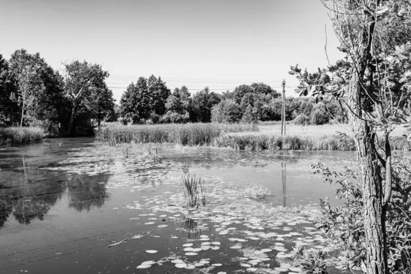 stock image Beautiful grass swamp reed growing on shore reservoir in countryside to colored background, photography consisting of wild grass swamp reed at wet water, grass long swamp reed from natural nature