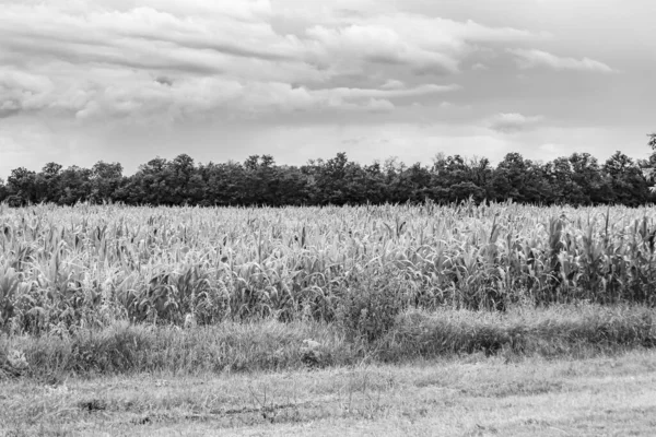 Photography on theme big corn farm field for organic harvest, photo consisting of large corn farm field for harvest on sky background, corn farm field for harvest this natural nature autumn season