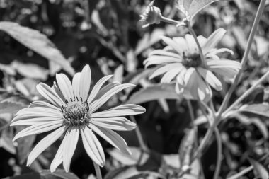 Güzel, yabani, büyüyen çiçek, arka planda sahte ayçiçeği, yabani çiçeklerden oluşan fotoğraf, sahte ayçiçeği, çimen çayırı, vahşi, büyüyen çiçek, sahte ayçiçeği çayırı.