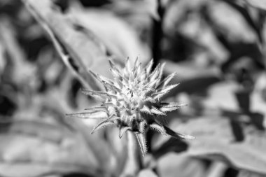 Güzel, yabani, büyüyen çiçek, arka planda sahte ayçiçeği, yabani çiçeklerden oluşan fotoğraf, sahte ayçiçeği, çimen çayırı, vahşi, büyüyen çiçek, sahte ayçiçeği çayırı.