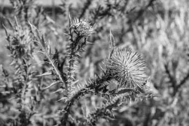 Arkaplan otlağında güzel yetişen çiçek kökü dikenli devedikeni. Çiçek kökü dikeninden çim çayırına kadar uzanan fotograf. Meadow kırsalında çiçek kökü dikenli dikenli devedikeni.