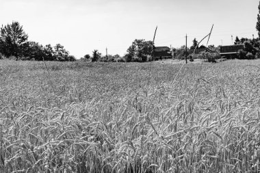 Organik hasat için büyük buğday tarlası temalı fotoğraf, gökyüzü arka planında hasat için büyük buğday tarlalarından oluşan fotoğraf, bu sonbahar mevsiminde hasat için buğday tarlası.