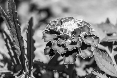 Arka bahçedeki çayırlarda yetişen güzel yabani çiçek kadife çiçeği takvimi, yabani çiçek kadife çiçeklerinden çayırlara, bitki çayırlarında yetişen yabani çiçek kadife çiçekleri.