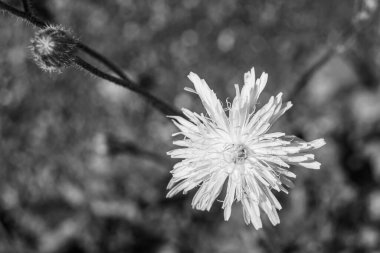 Arka planda büyüyen güzel çiçek tohumu karahindiba, yabani çiçek tohumu karahindibasından çim çayırına, kırsalda büyüyen yabani çiçek tohumu karahindibasından oluşan fotoğraf.