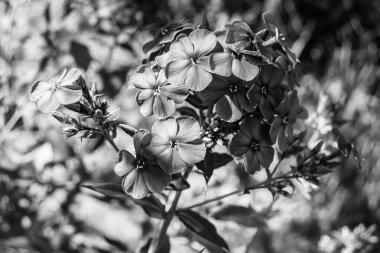 Çayırda büyüyen güzel çiçek fenikulası, vahşi büyüyen çiçek fenomeninden panikleyerek çim çayırına ulaşan foto, Herb Meadow kırsalında büyüyen çiçek fenikulatı.