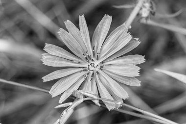 Çayırlarda yetişen güzel yabani çiçek hindibası. Yabani büyüyen çiçek hindibasından çim çayırına kadar sıradan, kırsal alanlarda sıradan yetişen yabani çiçek hindibasından oluşan fotoğraf.
