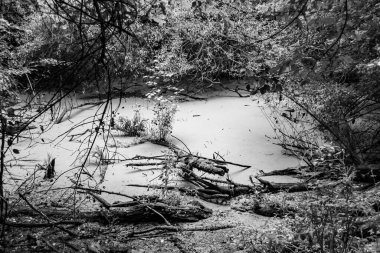 Kırsal kesimde yetişen güzel ot sazları renkli arka planda yetişiyor. Islak sularda vahşi ot bataklık kamışları, doğadan gelen uzun çimen kamışları.