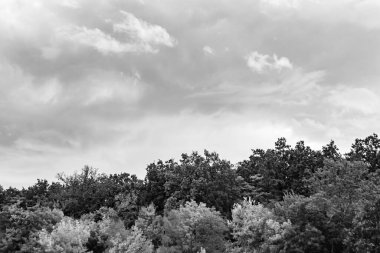 Renkli doğal arka plan üzerine köy çayırında güzel bir ufuk manzarası, uzun çayırdaki çayır köyünde ufuk manzarası, hayvan için köy otlağındaki ufuk doğa manzarası.