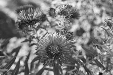 Tema üzerine fotoğrafçılık arka planda büyüyen güzel çiçek lambaları, çiçek yetiştiren yabani lambalardan çim çayırlarına kadar fotoğraf, bitki çayırlarında büyüyen yabani çiçek lambaları