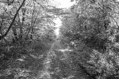 Tema üzerine fotoğrafçılık Vahşi Orman 'daki güzel patika, Vahşi Orman' a uzanan kırsal yaya yolu, İnsansız Orman 'a giden yol, Vahşi Orman' daki yaya yolu, Bu doğal doğa