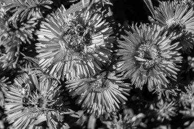 Arka planda yaban arısı kanatlı güzel bir arı, yabani çiçeklerden oluşan bir fotoğraf. Arı otlağa doğru yavaşça uçuyor bal için nektar topluyor, kır otlaklarında yabani bir çiçek arısı.