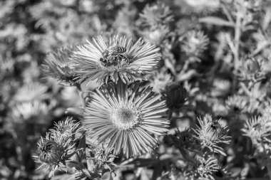Arka planda yaban arısı kanatlı güzel bir arı, yabani çiçeklerden oluşan bir fotoğraf. Arı otlağa doğru yavaşça uçuyor bal için nektar topluyor, kır otlaklarında yabani bir çiçek arısı.