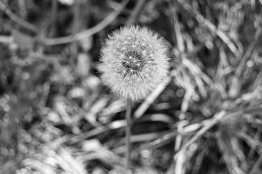 Arka planda büyüyen güzel çiçek tohumu karahindiba, yabani çiçek tohumu karahindibasından çim çayırına, kırsalda büyüyen yabani çiçek tohumu karahindibasından oluşan fotoğraf.