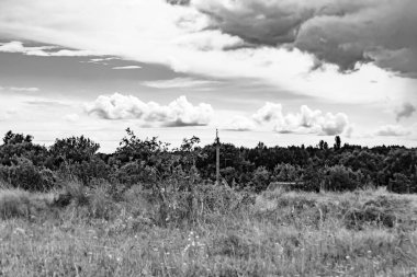 Renkli doğal arka plan üzerine köy çayırında güzel bir ufuk manzarası, uzun çayırdaki çayır köyünde ufuk manzarası, hayvan için köy otlağındaki ufuk doğa manzarası.