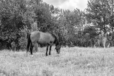 Güzel, kahverengi at, yaz aygırı, yeşil çimen yiyen at, ayakta duran uzun yeleli at, açık havada at atı, büyük at atları.