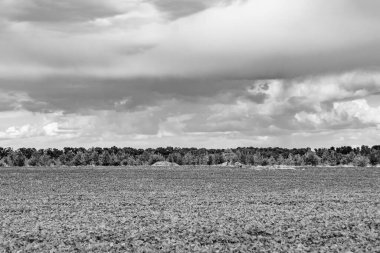 Renkli doğal arka plan üzerine köy çayırında güzel bir ufuk manzarası, uzun çayırdaki çayır köyünde ufuk manzarası, hayvan için köy otlağındaki ufuk doğa manzarası.