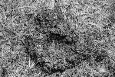 Tema üzerine fotoğraf. Taze inek gübresi gübresi gübresi gübresi. Gübre gübresi doğadan gelir.