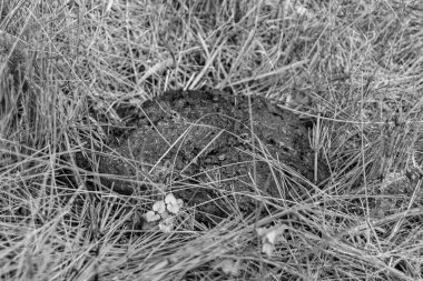 Tema üzerine fotoğraf. Taze inek gübresi gübresi gübresi gübresi. Gübre gübresi doğadan gelir.