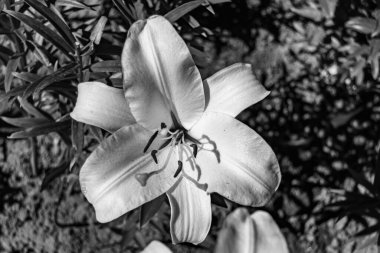 Arka bahçedeki çayırlarda yetişen güzel yabani zambak zambakları. Nilüferlerden çayırlara kadar büyüyen yabani zambaklar. Herb Meadow kırsalında yetişen yabani zambaklar.