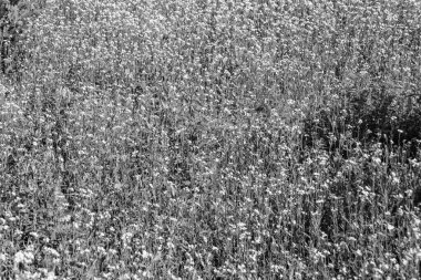 Tema üzerine fotoğraf. Arka planda yetişen yabani çiçek hardalı. Çiçek yetiştiren yabani hardaldan çayıra kadar fotoğraf.