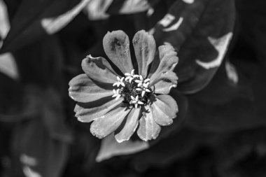 Çayırlarda güzel yetişen çinnia çiçekleri vahşi yetişen zinnia çiçeklerinden çayırlarda yetişen yabani çayırlara kadar uzanan fotograflar çayırlarda yetişen yabani zinnia zarafetleri.