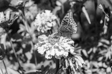 Arka plandaki güzel kelebek kral kelebek otlağı, çiçek kralından oluşan fotoğraf kelebeğe sinekler çayıra yavaş yavaş sinekler nektar toplar, çiçek kelebeği otlağı kırsalında kral kelebeği toplar.