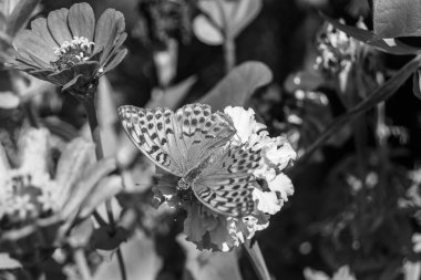 Arka plandaki güzel kelebek kral kelebek otlağı, çiçek kralından oluşan fotoğraf kelebeğe sinekler çayıra yavaş yavaş sinekler nektar toplar, çiçek kelebeği otlağı kırsalında kral kelebeği toplar.