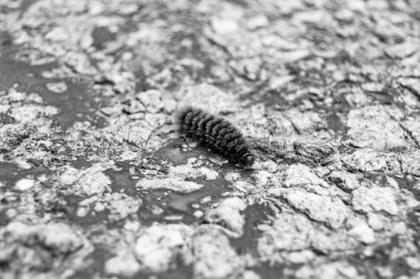 Tema üzerine fotoğraf güzel kıllı tırtıl kelebeğe dönüşmek için acele ediyor kırsal alanda küçük bir kelebek tırtılından oluşan fotoğraf büyük araba yolunda hızla sürünüyor.