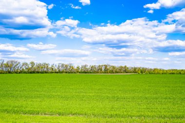 Renkli doğal arka plan üzerine köy çayırında güzel bir ufuk manzarası, uzun çayırdaki çayır köyünde ufuk manzarası, hayvan için köy otlağındaki ufuk doğa manzarası.
