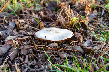 Ormanda yaprakların üzerinde büyük ve güzel zehirli mantar teması için fotoğraf, doğal zehirli mantarlardan ormanlara kadar fotoğraf, büyük ormanlarda zehirli mantarlar.