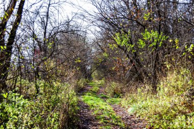 Tema üzerine fotoğrafçılık Vahşi Orman 'daki güzel patika, Vahşi Orman' a uzanan kırsal yaya yolu, İnsansız Orman 'a giden yol, Vahşi Orman' daki yaya yolu, Bu doğal doğa