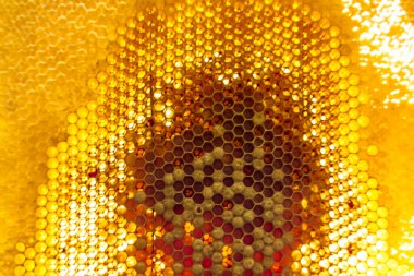 Altın nektarla dolu altıgen bal peteklerinden arı damlayan bal damlası, bal peteği yaz kompozisyonu doğal bal damlası, balmumu çerçeve arısına damlayan bal damlası, bal peteğine damlayan bal damlası