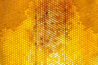 Altın nektarla dolu altıgen bal peteklerinden arı damlayan bal damlası, bal peteği yaz kompozisyonu doğal bal damlası, balmumu çerçeve arısına damlayan bal damlası, bal peteğine damlayan bal damlası